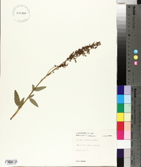 Desmodium canescens image