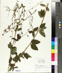 Desmodium canescens image