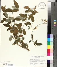 Desmodium canescens image