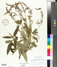 Desmodium canescens image