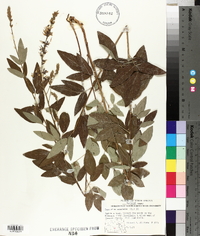 Desmodium canescens image