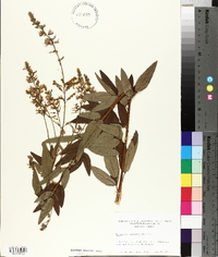 Desmodium canescens image