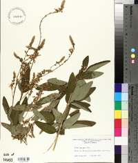 Desmodium canescens image