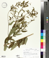 Desmodium canescens image