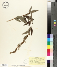 Desmodium canadense image