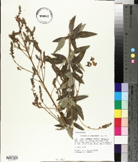 Desmodium canadense image