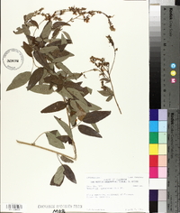 Desmodium canadense image