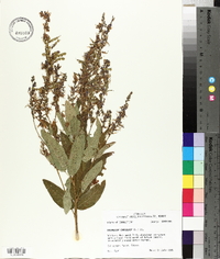 Desmodium canadense image