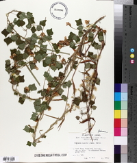 Dunbaria villosa image