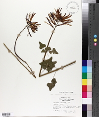 Erythrina herbacea image