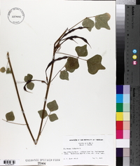 Erythrina herbacea image