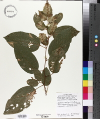 Flemingia strobilifera image