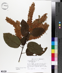Flemingia strobilifera image