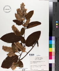 Flemingia strobilifera image