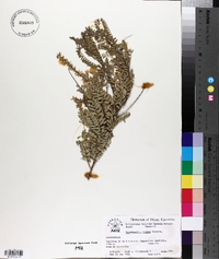 Eysenhardtia texana image
