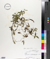 Galactia volubilis image