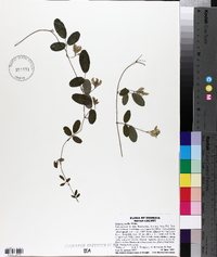 Galactia mollis image