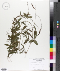 Galactia macreei image