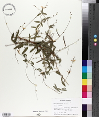 Galactia macreei image