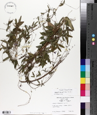 Galactia macreei image