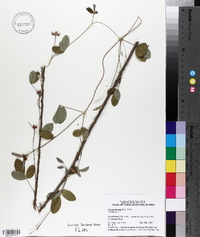 Galactia macreei image