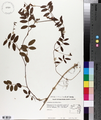 Galactia elliottii image