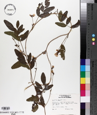 Galactia elliottii image