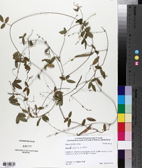 Galactia volubilis image