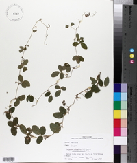 Galactia volubilis var. mississippiensis image