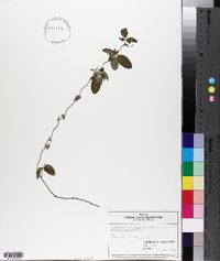 Galactia volubilis var. mississippiensis image