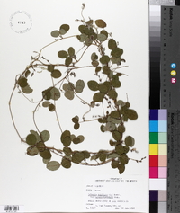 Galactia volubilis var. mississippiensis image