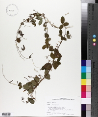 Galactia volubilis var. mississippiensis image