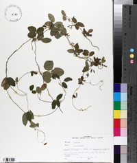 Galactia volubilis image