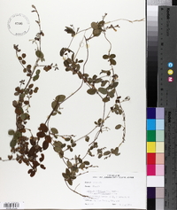 Galactia volubilis var. mississippiensis image