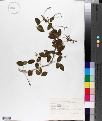 Galactia volubilis image