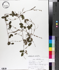 Galactia volubilis image