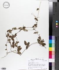 Galactia volubilis image