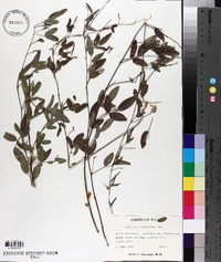 Galactia regularis image