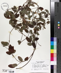 Galactia regularis image