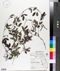 Galactia regularis image