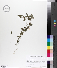 Galactia regularis image