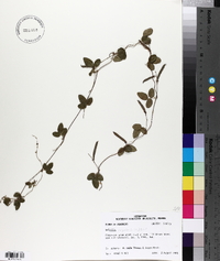 Galactia regularis image