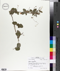 Galactia regularis image