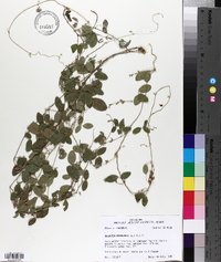 Galactia regularis image