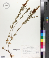 Genista tinctoria image