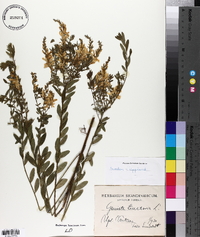 Genista tinctoria image