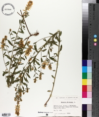 Genista tinctoria image