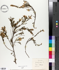 Genista pilosa image