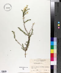 Genista anglica image