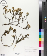 Genista anglica image